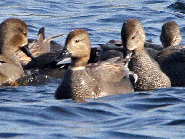 Gadwall